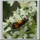 Pammene aurana - Baerenklauwickler 02.jpg